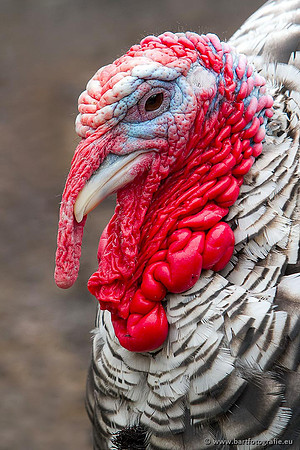 Exoten, Bart Fotografie-112