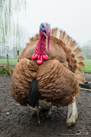Exoten, Bart Fotografie-118