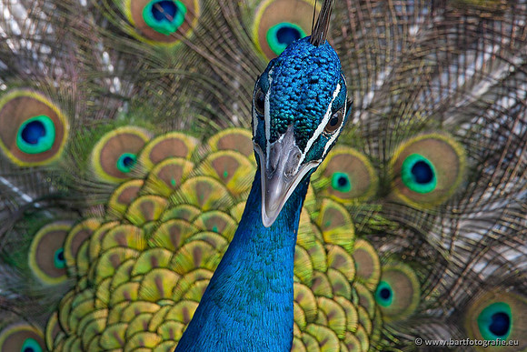 Exoten, Bart Fotografie-119