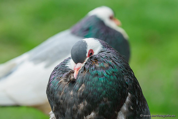 Exoten, Bart Fotografie-124