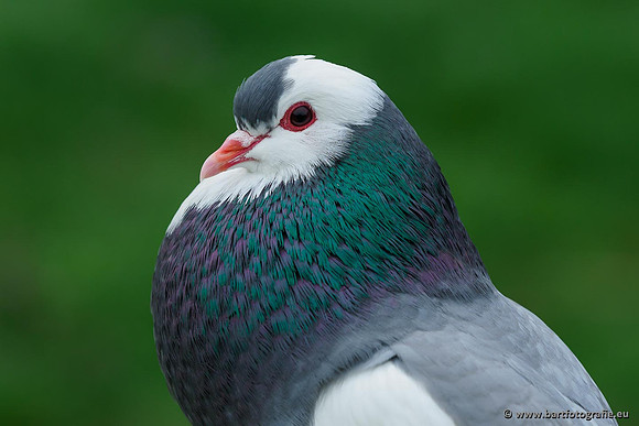 Exoten, Bart Fotografie-126