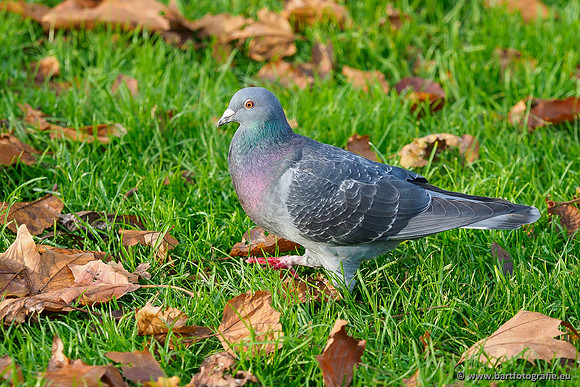 Exoten, Bart Fotografie-127