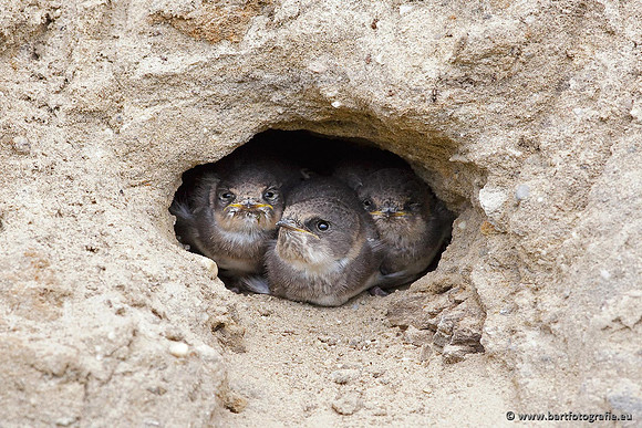 Holenbroeders, Bart Fotografie-009