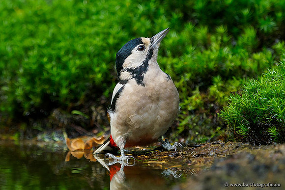 Holenbroeders, Bart Fotografie-027