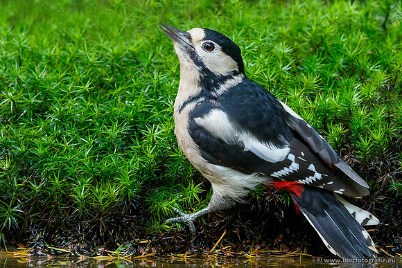 Holenbroeders, Bart Fotografie-030