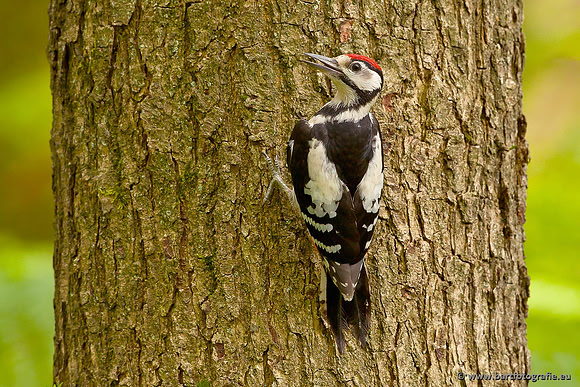 Holenbroeders, Bart Fotografie-032