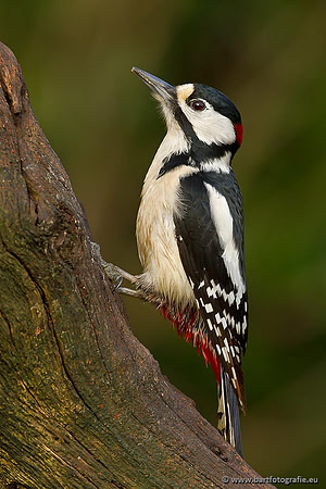 Holenbroeders, Bart Fotografie-036