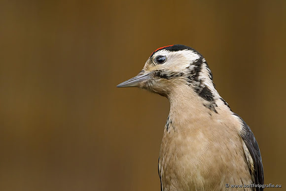 Holenbroeders, Bart Fotografie-043