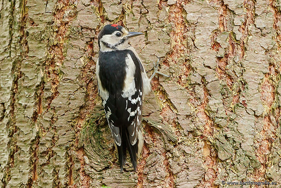 Holenbroeders, Bart Fotografie-044
