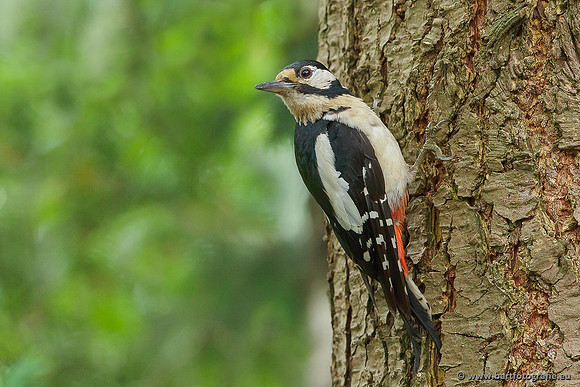 Holenbroeders, Bart Fotografie-047