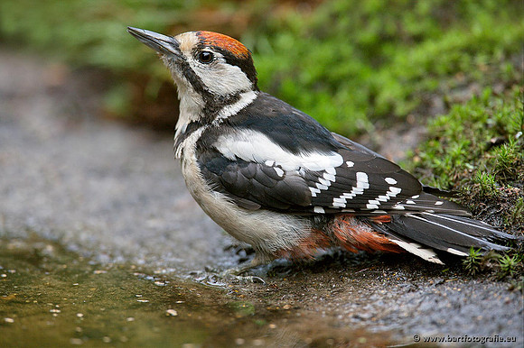 Holenbroeders, Bart Fotografie-052