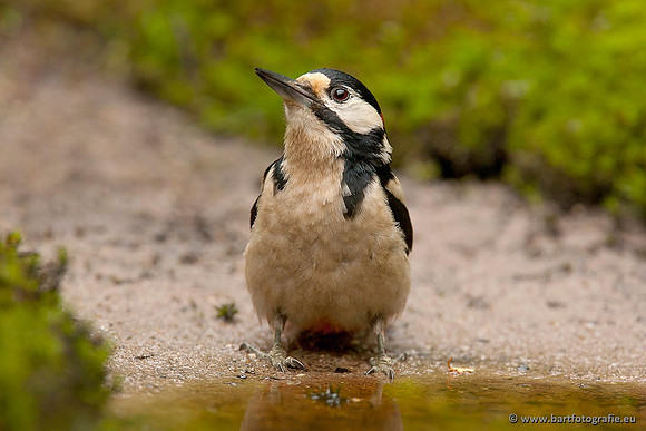 Holenbroeders, Bart Fotografie-057