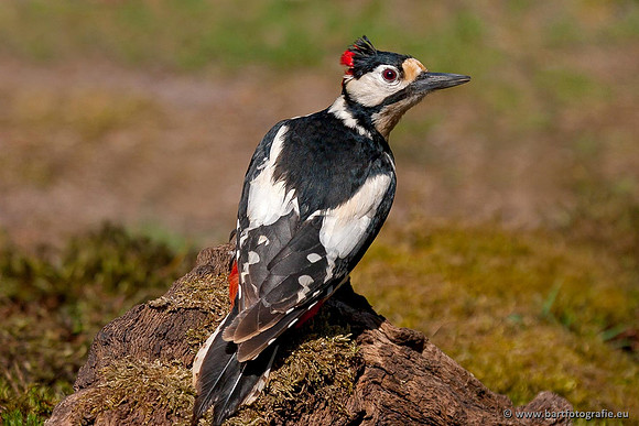 Holenbroeders, Bart Fotografie-064