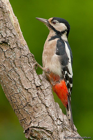 Holenbroeders, Bart Fotografie-082
