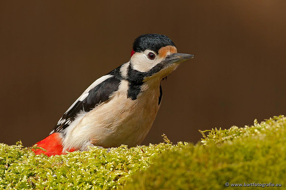 Holenbroeders, Bart Fotografie-104