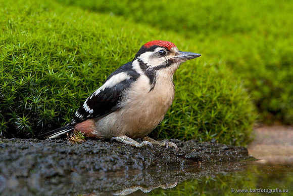 Holenbroeders, Bart Fotografie-114