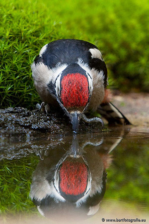 Holenbroeders, Bart Fotografie-117
