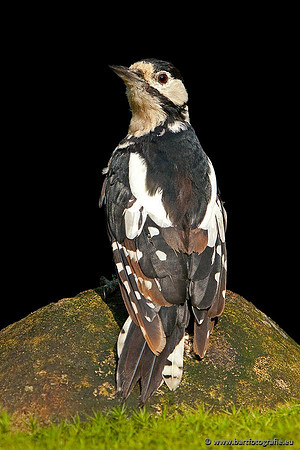 Holenbroeders, Bart Fotografie-120