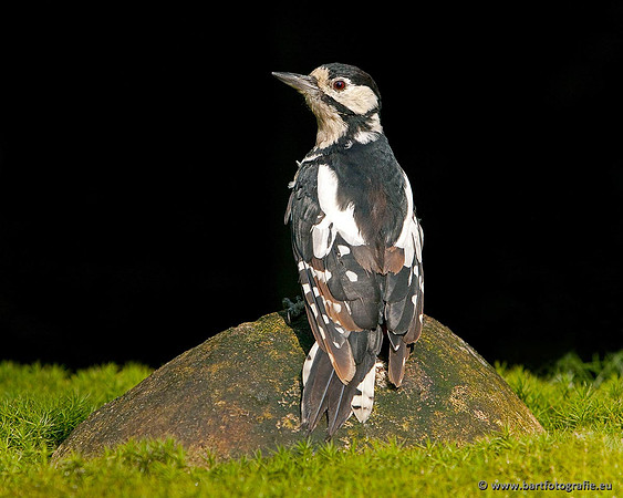Holenbroeders, Bart Fotografie-121
