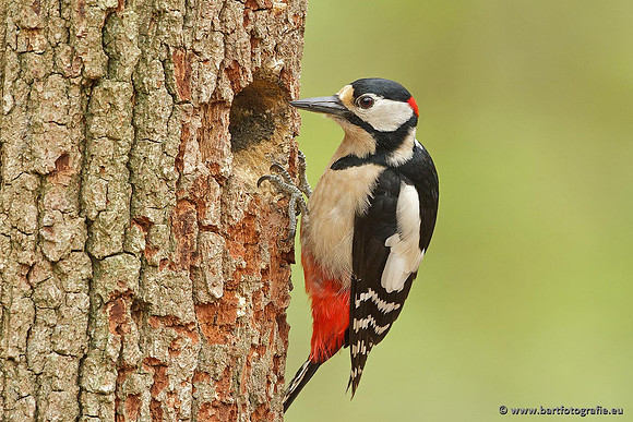 Holenbroeders, Bart Fotografie-154