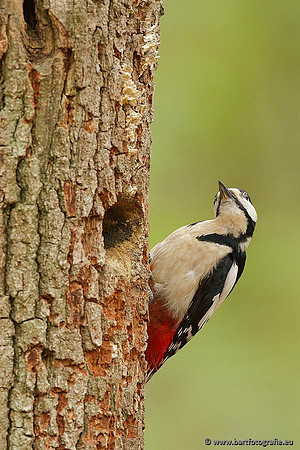 Holenbroeders, Bart Fotografie-156