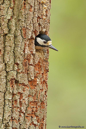 Holenbroeders, Bart Fotografie-157