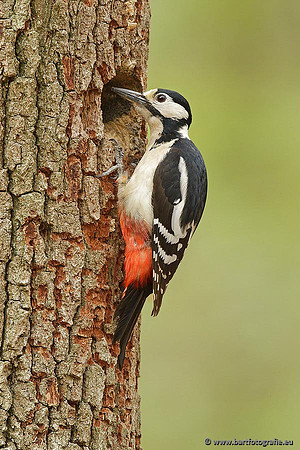 Holenbroeders, Bart Fotografie-160