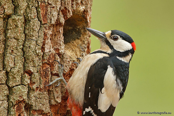 Holenbroeders, Bart Fotografie-164