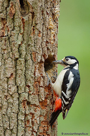 Holenbroeders, Bart Fotografie-174
