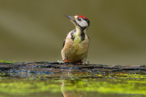 Holenbroeders, Bart Fotografie-176