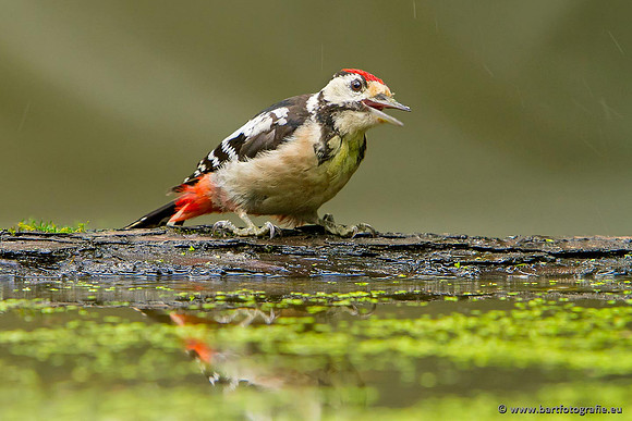 Holenbroeders, Bart Fotografie-177
