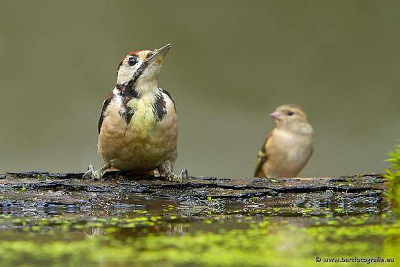 Holenbroeders, Bart Fotografie-179