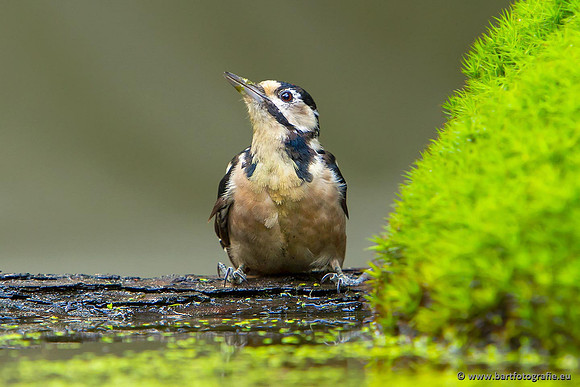 Holenbroeders, Bart Fotografie-180