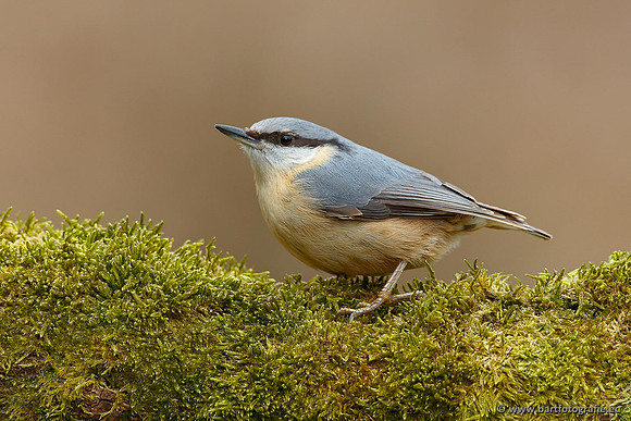 Holenbroeders, Bart Fotografie-203