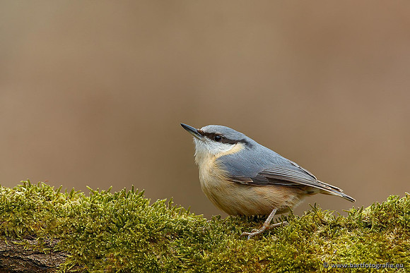 Holenbroeders, Bart Fotografie-204