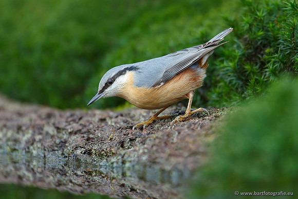 Holenbroeders, Bart Fotografie-210