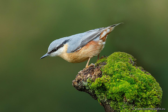 Holenbroeders, Bart Fotografie-211