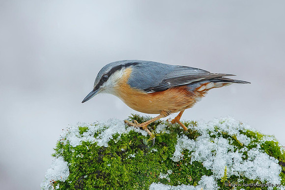 Holenbroeders, Bart Fotografie-221