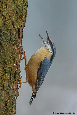 Holenbroeders, Bart Fotografie-222