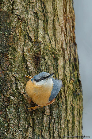Holenbroeders, Bart Fotografie-227