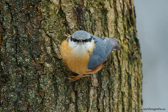 Holenbroeders, Bart Fotografie-228