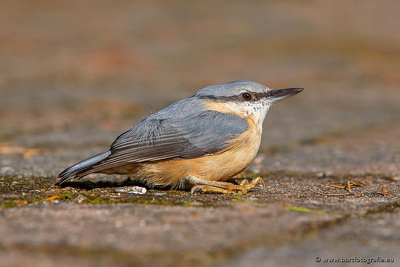 Holenbroeders, Bart Fotografie-235