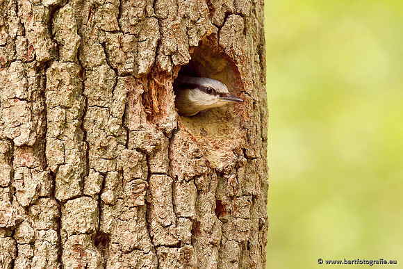Holenbroeders, Bart Fotografie-237