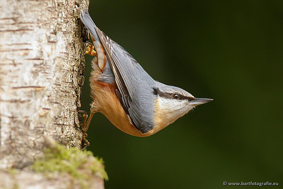 Holenbroeders, Bart Fotografie-243