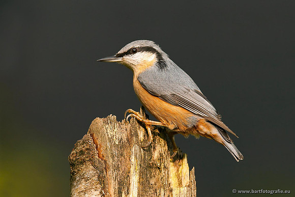 Holenbroeders, Bart Fotografie-255