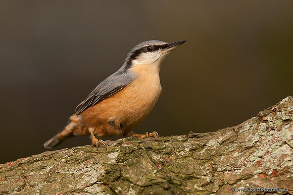 Holenbroeders, Bart Fotografie-256