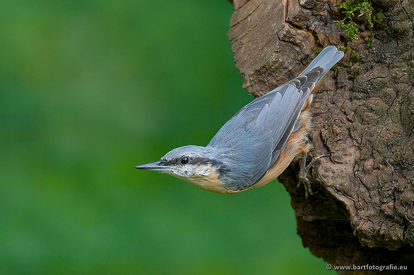 Holenbroeders, Bart Fotografie-258