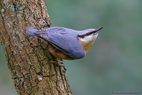 Holenbroeders, Bart Fotografie-261