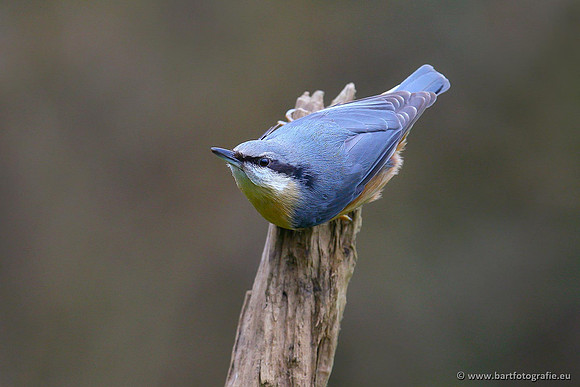 Holenbroeders, Bart Fotografie-263