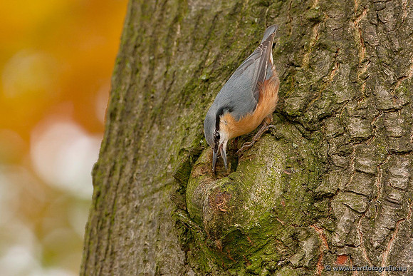 Holenbroeders, Bart Fotografie-265